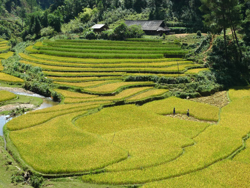 Thiết kế sân vườn, thiết kế sân vườn biệt thự, thiết kế sân vườn đẹp, sân vườn biệt thự, sân vườn sinh thái, biệt thự sinh thái, thiết kế sân vườn tiểu cảnh, thiết kế sân vườn cảnh quan, thiết kế hồ Koi, thiết kế hồ cá Koi, thiết kế hồ cá chép Nhật, thiết kế hồ cá chép rồng, thiết kế vườn treo, thiết kế vườn trên mái, thiết kế vườn nước, thiết kế vườn Nhật, thiết kế vườn khô, thi công sân vườn, thi công sân vườn biệt thự, thi công sân vườn đẹp, thi công sân vườn tiểu cảnh, thiết kế cảnh quan, thiet ke canh quan, thi công sân vườn cảnh quan, thiết kế tiểu cảnh, giếng trời, thiet ke tieu canh, gieng troi,  thi công tiểu cảnh, giếng trời,  thi công cảnh quan, thi công hồ Koi, thi công hồ cá Koi, thi công hồ cá chép Nhật, thi công vườn treo, thi công vườn trên mái, thi công vườn Nhật